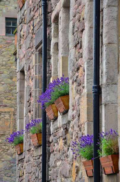 istock Bouquet of lavender in a rustic decorative setting 938501204