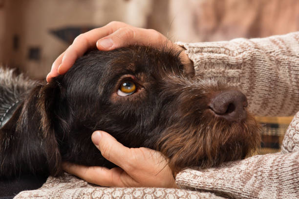 manos del dueño acariciando a un perro - animals and pets fotografías e imágenes de stock