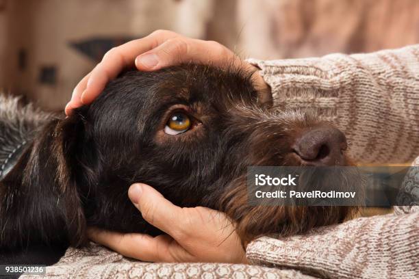 Hands Of Owner Petting A Dog Stock Photo - Download Image Now - Dog, Petting, Pets