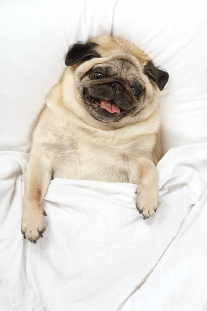 istock Tired pug dog resting in bed 938502042