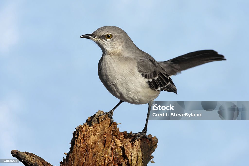 Northern Mockingbird (Mimus polyglottos)  Mockingbird Stock Photo