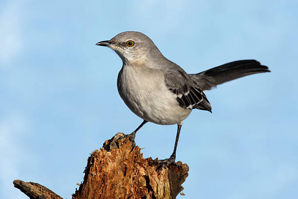Northern Mockingbird (Mimus polyglottos)  song sparrow stock pictures, royalty-free photos & images