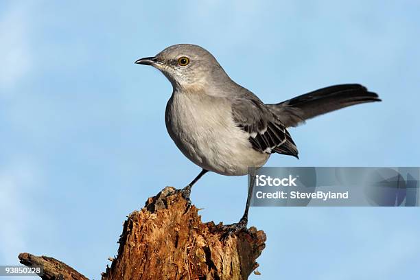 Northern Mockingbird Stock Photo - Download Image Now - Mockingbird, Northern Mockingbird, Song Sparrow