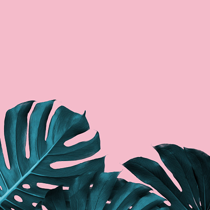 Tropical Leaves of monstera on a pink duotone background. Tropical frame with place for text, trendy design