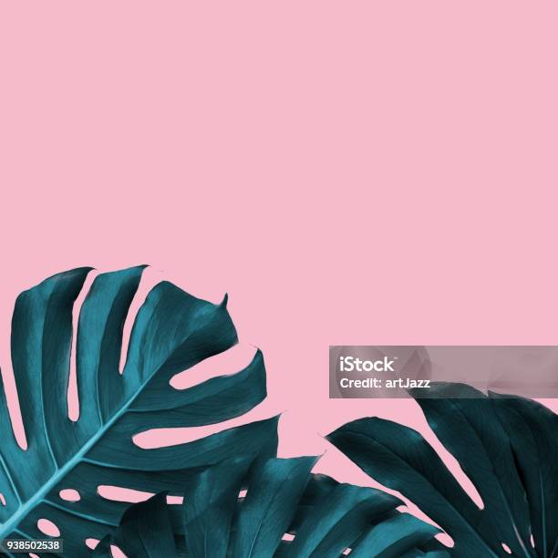 Tropical Leaves Of Monstera On A Pink Duotone Background Stock Photo - Download Image Now