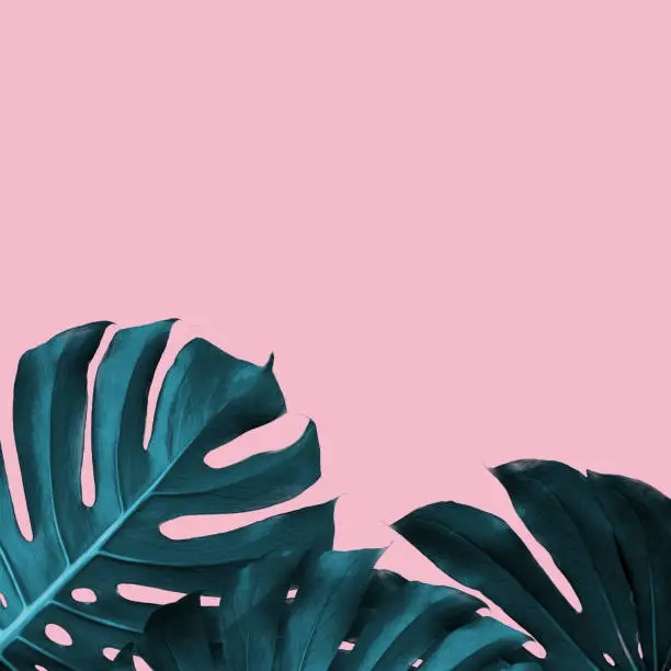 Photo of Tropical Leaves of monstera on a pink duotone background