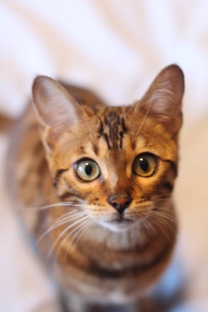 istock Cute pedigreed Bengal cat isolated 938502766