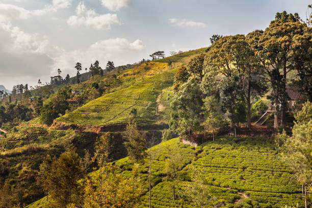 istock Organic tea crop plantation. Sri Lanka 938505474