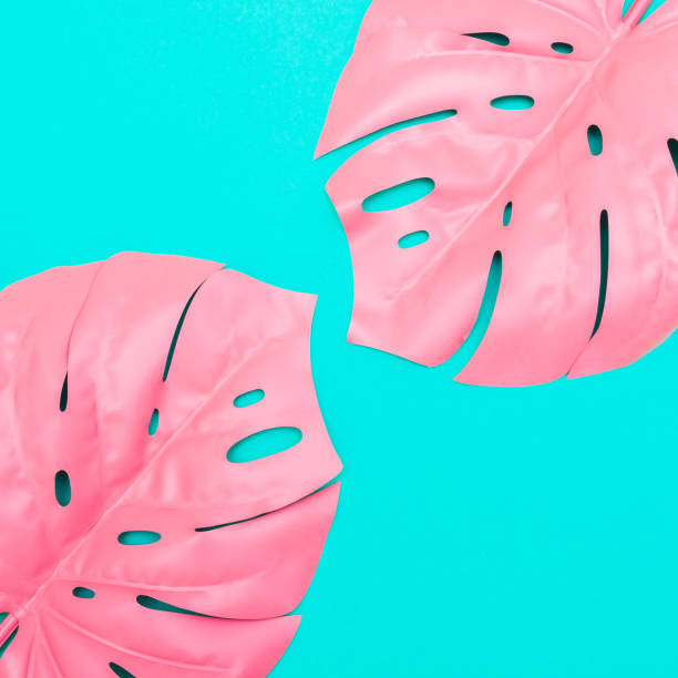 istock monstera in vibrant bold color 938505834