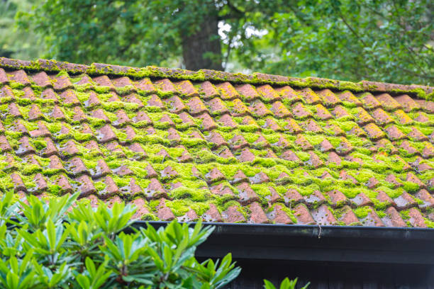 Green moss is growing on the roof tiles