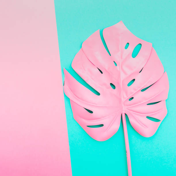 istock one pink tropical and palm leaf of monstera 938506072