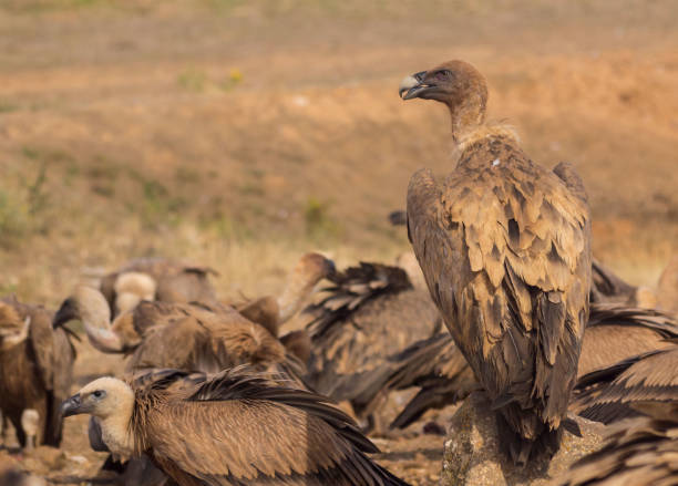 istock group of vultures after eating (gyps fulvus) 938506164