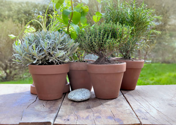 istock aromatic plants potted in garden 938507094