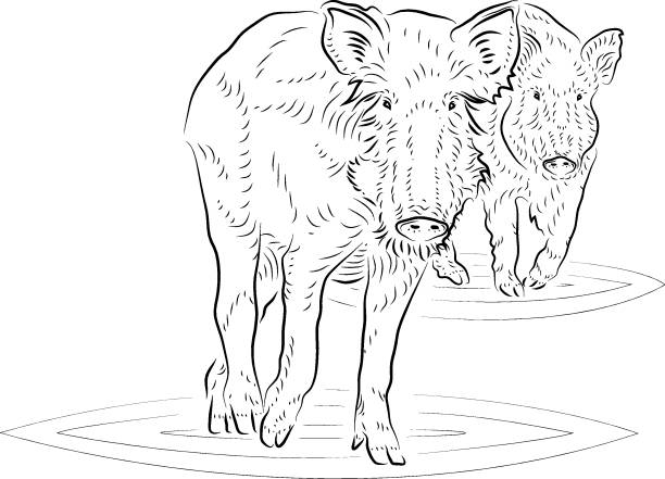 ilustrações, clipart, desenhos animados e ícones de javali - wild boar