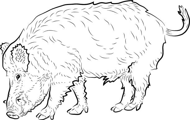 ilustrações, clipart, desenhos animados e ícones de javali - wild boar