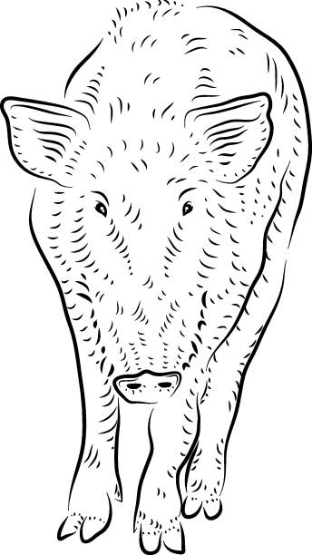 멧돼지 - domestic pig animals in the wild wild boar hunting stock illustrations