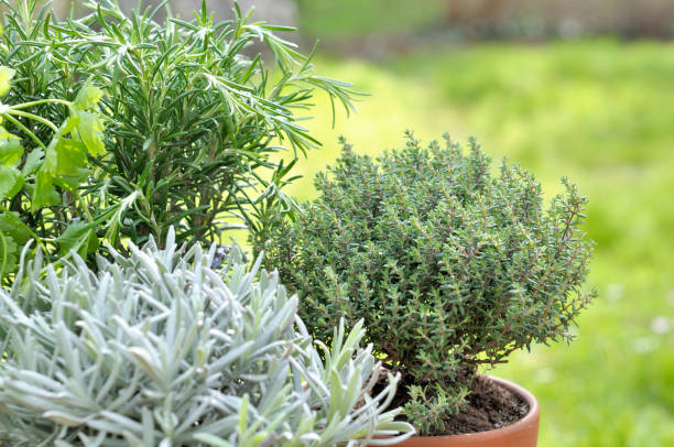 istock thyme with rosemary and sage in garden 938511496