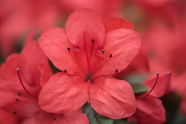 istock selective focus of beautiful fresh blooming red flowers 938514090