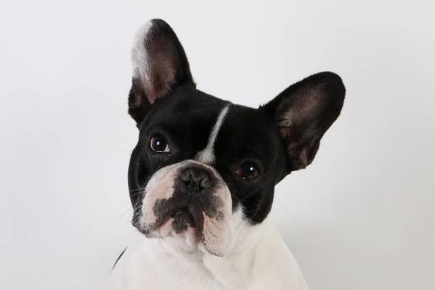 istock french bulldog portrait in the studio 938515756