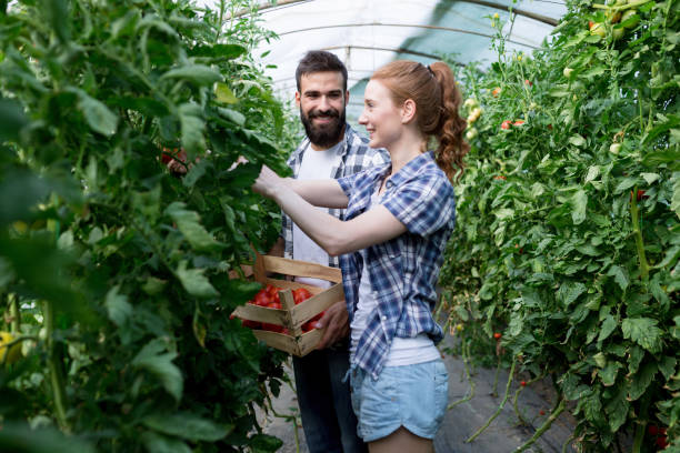 istock Two people working in a greenhouse. 938515812