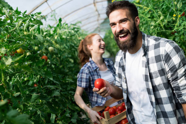 молодая пара фермеров, работающих в теплице - gardening women vegetable formal garden стоковые фото и изображения