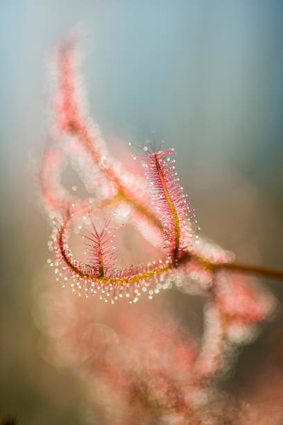 Close up of insectivorous plant Drosera sundew with sticky drops.