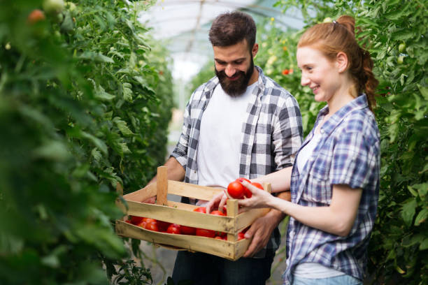 istock Two young people working in greenhouse. 938517230