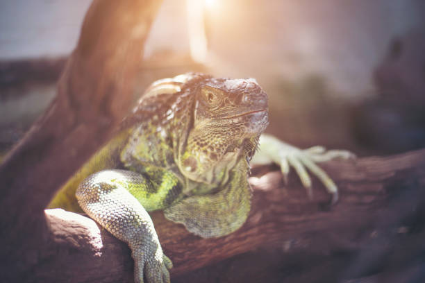 Giant lizard holding on the dead branch at the forest.