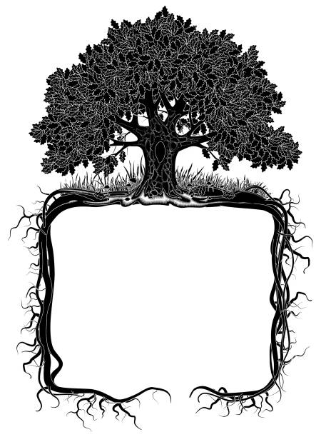Oak tree with roots frame Oak tree with roots frame. Artistic banner and page design. Vintage engraving stylized drawing. Vector illustration tree borders stock illustrations