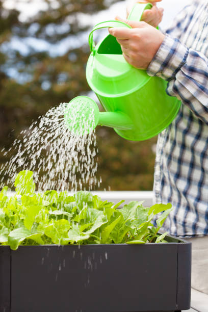 istock man watering vegetable garden in container on balcony 938520260
