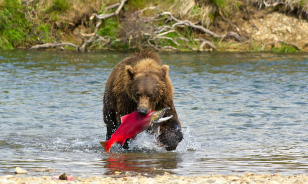 аляскинский медведь ловит лосося на полуострове катмай - katmai national park стоковые фото и изображения