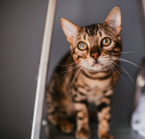 istock Funny Bengal cat stands on the ladder 938524406