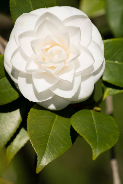 Close up of Camellia japonica white flower in full bloom under the sun.