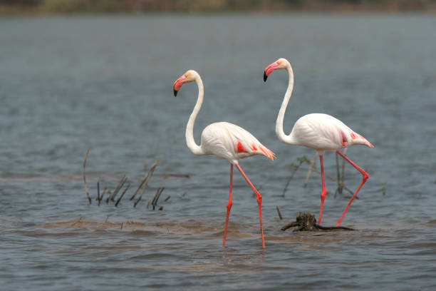 istock Beautiful flamingos in nature 938524738