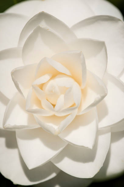 istock Camellia japonica white flower in full bloom 938525022