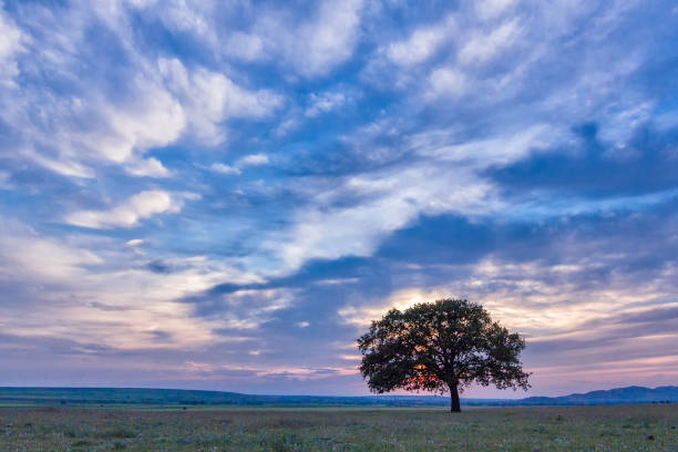 istock Beautiful landscape with a lonely oak tree in the sunset and dramatic clouds 938525040