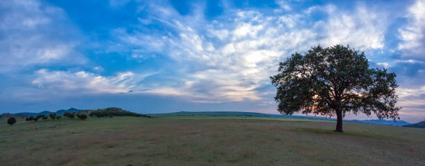 istock Beautiful landscape with a lonely oak tree in the sunset and dramatic clouds 938525052