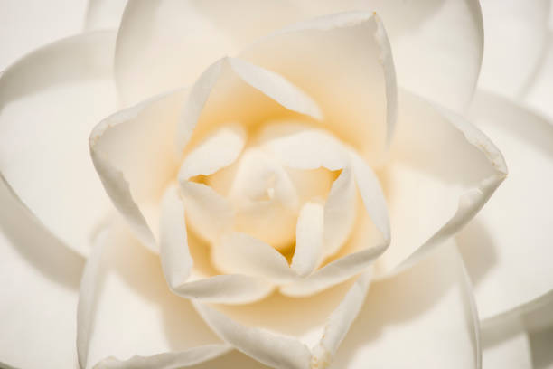 Close up of Camellia japonica white flower in full bloom under the sun.