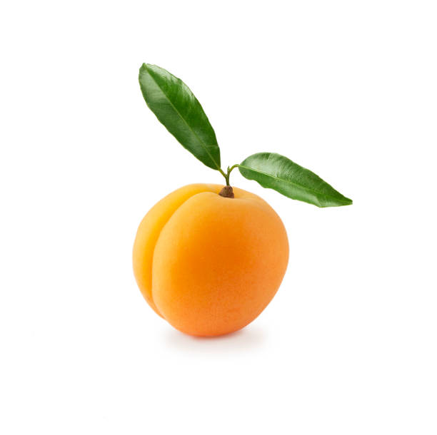 様々 な新鮮な夏の果実。熟したアプリコット コピーのテキストのための領域。白い背景の上のフルーツ。白い背景で隔離の葉とアプリコット。 - 3445 ストックフォトと画像