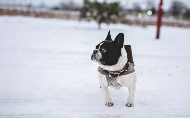 Cute and lovely French bulldog having a great time out in snow, dressed in pet clothing.