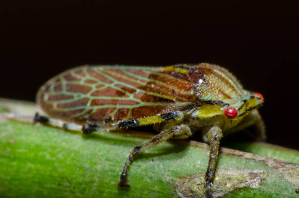 istock Beautiful and mysterious macro world 938528440