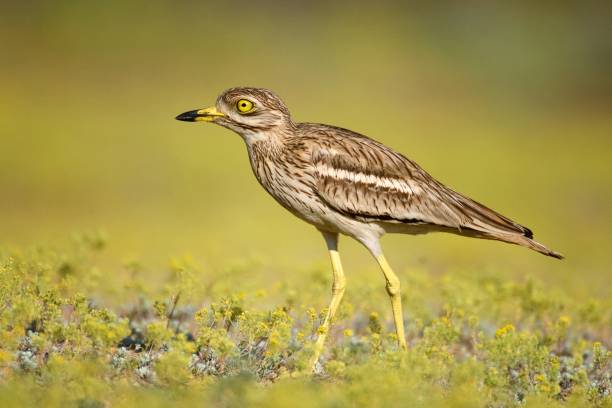 istock Eurasian stone curlew on a beautiful background 938531158