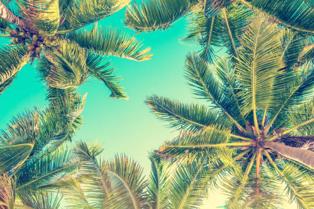 istock Blue sky and palm trees view from below, vintage style, summer background 938531990