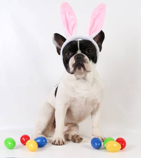 istock french bulldog celebrate easter in the studio 938532284
