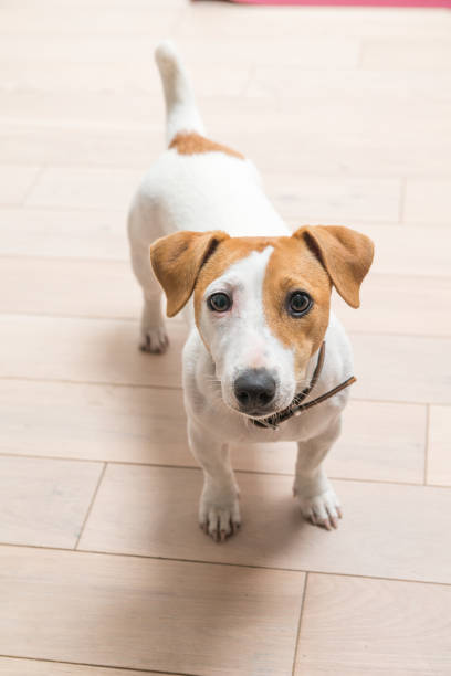 istock Jack Russell Terrier at home 938532446