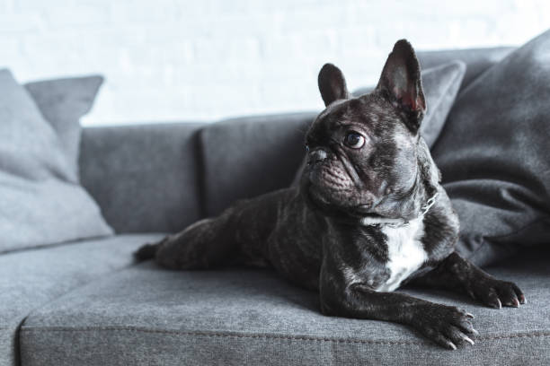 istock Funny Frenchie dog lying on grey sofa 938533358
