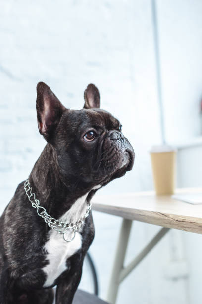 istock Black Frenchie sitting on chair by table 938535122