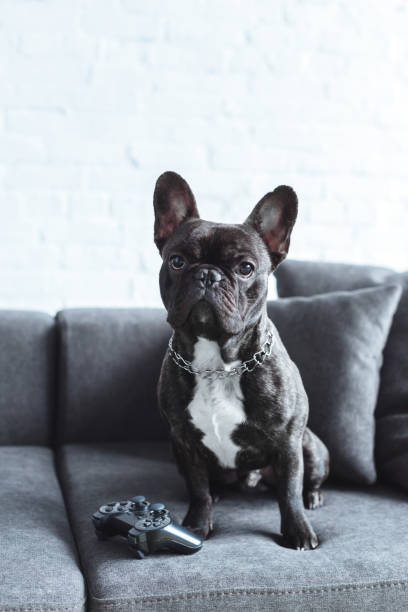 istock Black Frenchie sitting on sofa by joystick 938535356