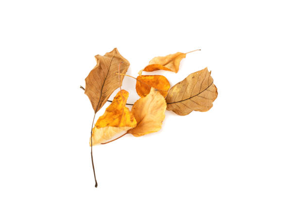 istock yellow leaves isolated on white background 938536976