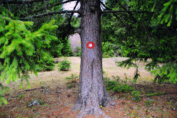 istock Mountain sign on the beautiful pine tree 938537106